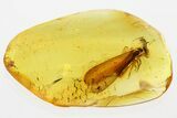 Detailed Fossil Winged Termite (Isoptera) In Baltic Amber #349442-1